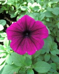 Petunia purpurová