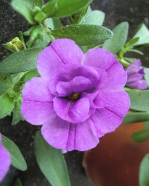 Calibrachoa (Milion bells, převislá mini petunie) plnokvětá lila