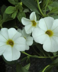 Calibrachoa (Milion bells, převislá mini petunie) bílá