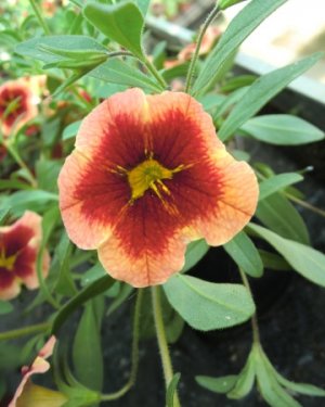 Calibrachoa (Milion bells, převislá mini petunie) oranžová s okem