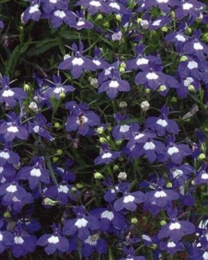Lobelia (lobelka)
