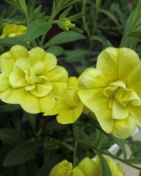 Calibrachoa (Milion bells, převislá mini petunie) plnokvětá žlutá