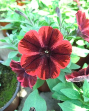 Petunia Sweetunia Fiona Flash